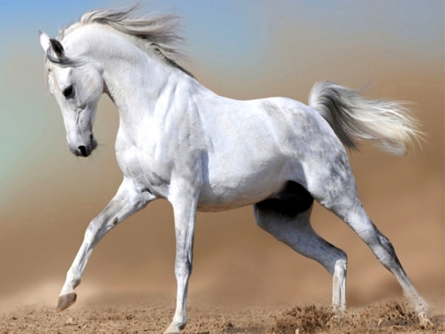 قبل از سوار کاری از سلامت اسب‌ها اطمنان حاصل کنید