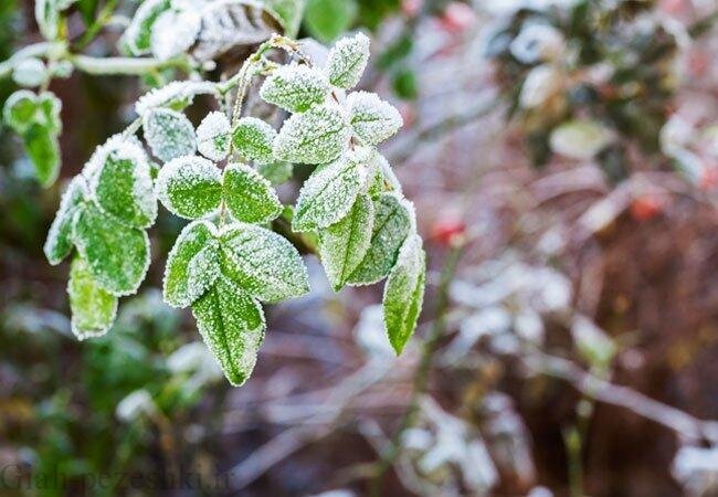 بررسی خسارت محصولات باغی بعد از رفع سرما و رویش مجدد گیاه